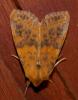 Xanthia gilvago